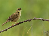 Grasshopper Warbler
