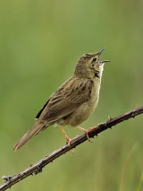 Grasshopper Warbler (Locustella naevia)
