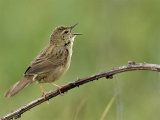 Grasshopper Warbler (Locustella naevia)