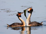 Great Crested Grebe