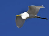 Great White Egret