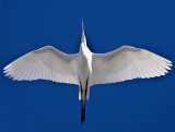 Great White Egret
