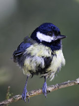 Great Tit (Parus major)