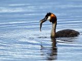 Great Crested Grebe with Chick