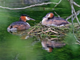 Great Crested Grebe