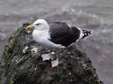 Great Black-backed Gull