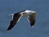 Great Black-backed Gull