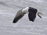 Great Black-backed Gull