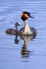 Great Crested Grebe with Chick