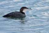 Great Northern Diver