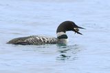 Great Northern Diver