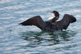 Great Northern Diver