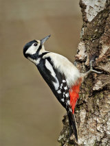Great Spotted Woodpecker (Dendrocopos major)