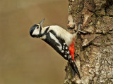 Great Spotted Woodpecker (Dendrocopos major)