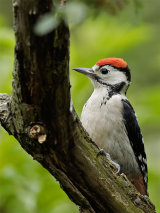 Great Spotted Woodpecker (Dendrocopos major)