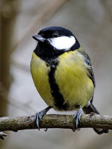 Great Tit (Parus major)