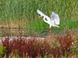 Great White Egret