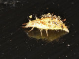 Green Lacewing Larva