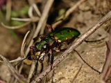Green Tiger Beetle