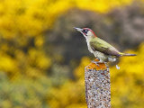 Green Woodpecker (Picus viridis)