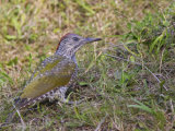 Green Woodpecker (Picus viridis)