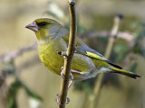 Greenfinch