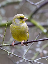 Greenfinch (Carduelis chloris)