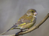 Greenfinch (Carduelis chloris)