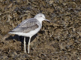 Greenshank