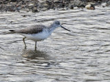Greenshank