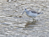 Greenshank