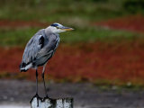 Grey Heron