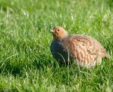 Grey Partridge (Perdix perdix)