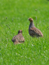 Grey Partridge