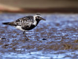 Grey Plovers