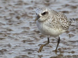 Grey Plovers