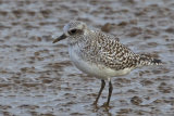 Grey Plover