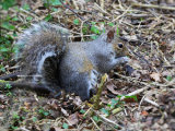 Grey Squirrel
