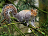 Grey Squirrel