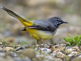 Grey Wagtail (Motacilla cinerea)