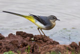 Grey Wagtail (Motacilla cinerea)