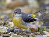 Grey Wagtail