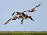 Greylag Goose