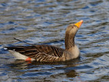 Greylag Goose