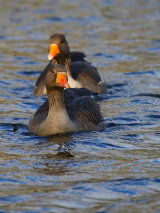 Greylag Goose