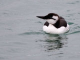 Guillemot