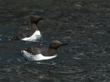 Guillemot