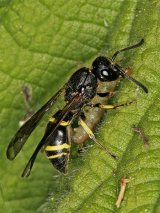 Gymnomerus laevipes