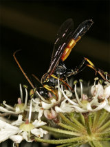 Haemorrhoicus crassigena