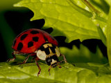 Harlequin Ladybird